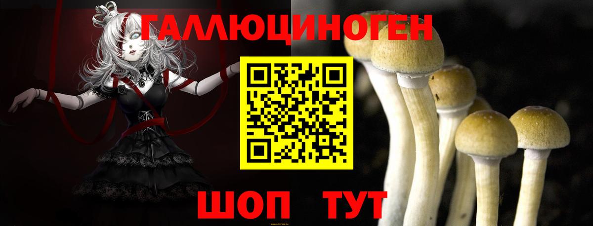 Псилоцибиновые грибы Psilocybe Усолье-Сибирское
